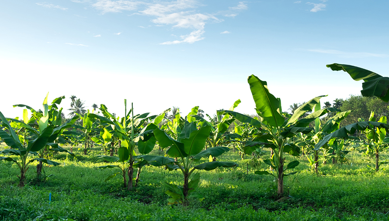 actu-jur-banane-rural-621f4135355a5860314312.jpg