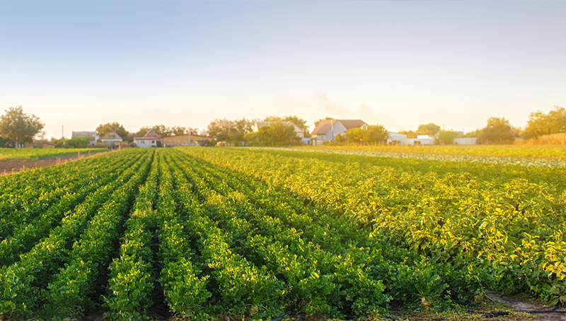 actu-jur-contrat-de-vente-produit-agri-rural-621f3a359af31726953377.jpg