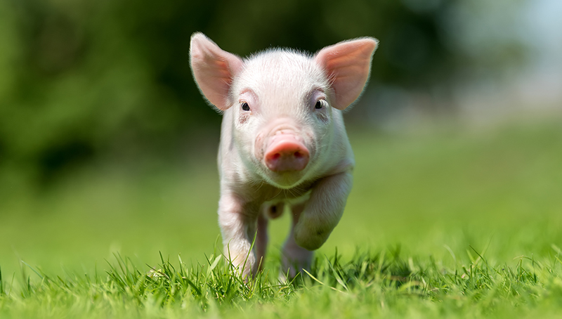 actu-jur-indication-origine-viande-porcine-rural-6220e1bb49f8c463421833.jpg