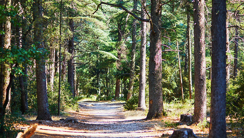 loi-prevention-lutte-contre-risque-incendie-subordonne-benefice-aides-publiques-destinees-mise-valeur-protection-bois-forets-nouvelles-conditions-64bf9dfbdf6cf184029262.jpg