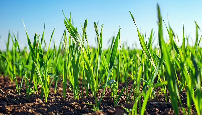 organisations-producteurs-secteur-semences-especes-vegetales-peuvent-reconnues-64cb988cdf825029190173.jpg
