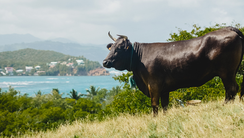 filiere-animale-prime-petits-ruminants-outre-mer-reconduite-campagne-2023-64ef4ab7d9c17832404999.jpg