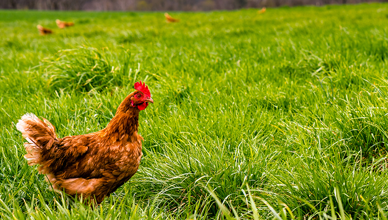 pizootie-influenza-aviaire-h5n1-zones-protection-surveillance-etats-membres-nouveau-redefinies-64ef4a06c0409627202046.jpg